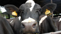 Robot milking