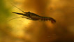 Young lobster