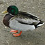 Activities (Image: Duck)