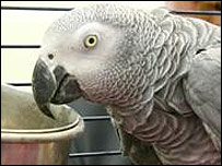 George the parrot