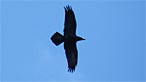 Raven. Ros Baylis