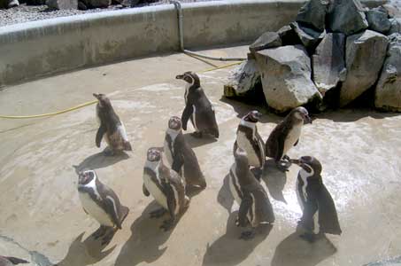 Penguins