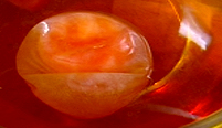 A membrane egg left in golden syrup.