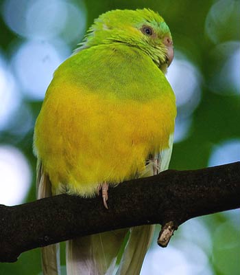 parakeet_jeff_cohen.jpg