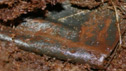 Ancient Scrolls