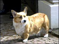 威尔士短腿corgi犬
