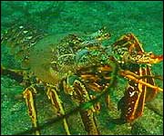 Sealife 