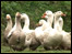 Goose for Christmas