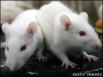 Ratos brancos