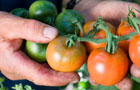 Tomatoes