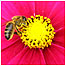 Parks Index (Image: Bee c/o National Botanic Garden of Wales)
