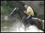Horse in the River Eden at Appleby, 2008