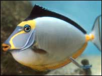 fish