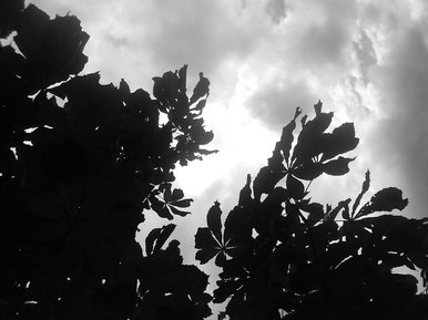 Shadow Of The Trees
