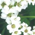 Bergenia 'Bressingham White'