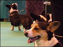 At Crufts