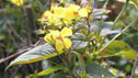 Lysimachia ciliata 'Firecracker'