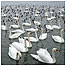 Wetlands Index (Image: Swans c/o WWT and Selby)