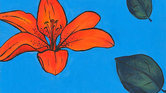 Orange Lily Orange Lily