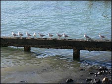 10birds_226.jpg