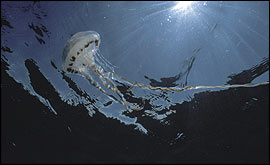 Jellyfish 