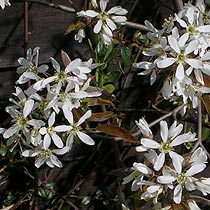 Snowy mespilus