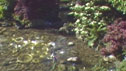 Echoes of Japan in an English Garden