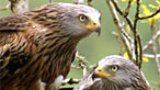 Red kite. Image by RSPB