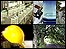 Dairy, Utilities, Safety and Trees
