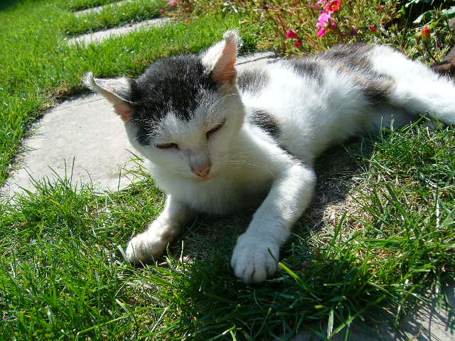 Cat