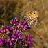 Grayling