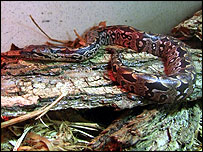 Baby snake