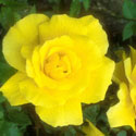Rosa 'Golden Showers', Rose