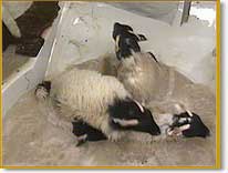 Sheep in dip