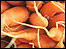 Carrots