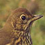 Song Thrush