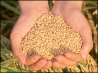 rice crops
