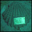 Cortesia: Neptune Memorial Reef