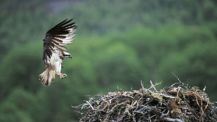 osprey01_446.jpg