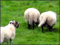 sheep