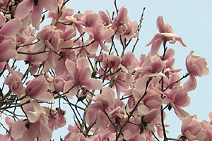 magnolias