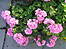 Geraniums