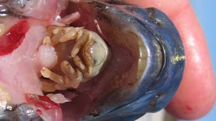 parasite.jpg