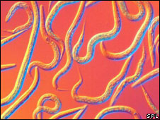 C. elegans worms