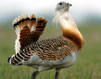 Great Bustard © Bela Motko