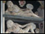 The Fettiplace effigies