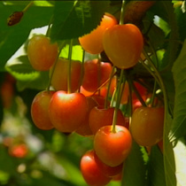 Cherry 'Napoleon'