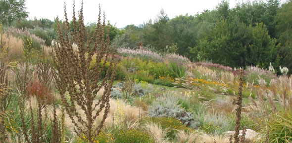 Phlomis russeliana