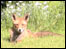 Fox in the Garden by Thaddeus Lipinski 