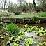 Freshwater (Image: Lemsford c/o Herts Wildlife Trust)